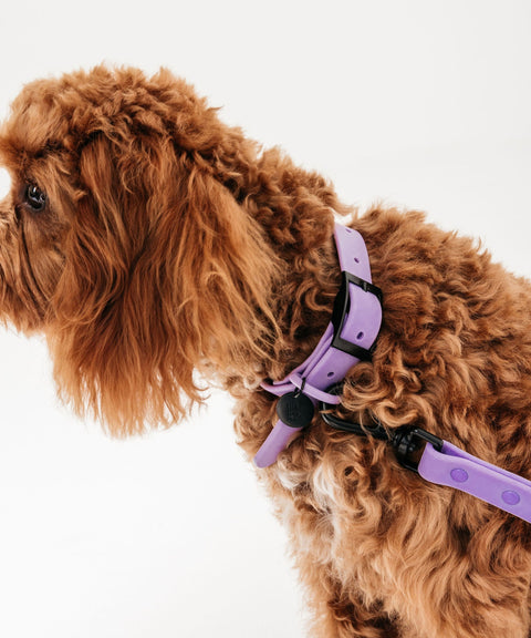 Walk Kit Miami Lilac: Collar + Leash + Bag Holder - The Dog Mum