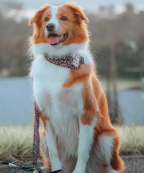 Personalised Leopard Dog Bandana - The Dog Mum