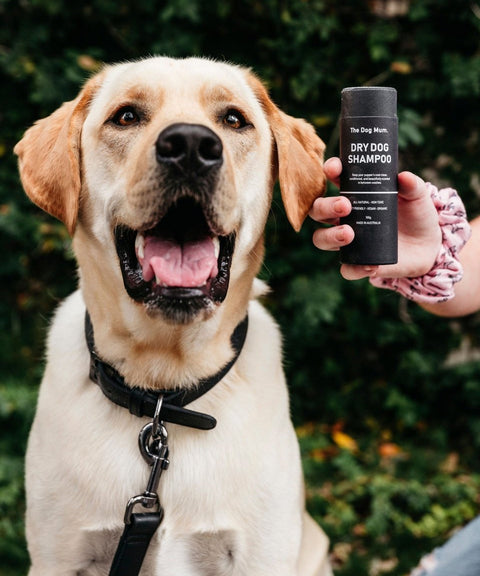 Dry Dog Shampoo: She Smells - The Dog Mum