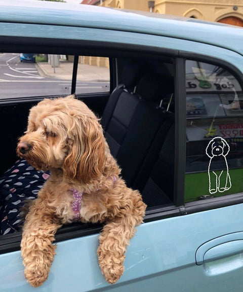 Cavoodle Bumper Sticker - The Dog Mum