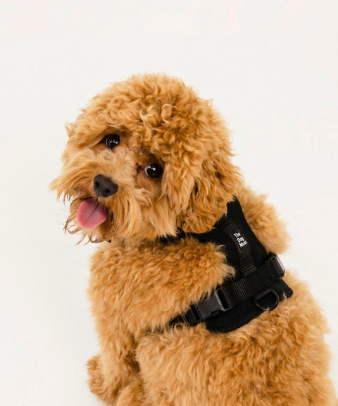 Multi-Function Adjustable Harness: Black - Size XS + S - The Dog Mum