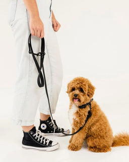 Walk Kit Black: Collar + Leash + Bag Holder - The Dog Mum