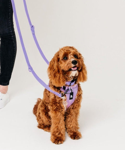 NEW Multi-Function Adjustable Harness: Miami Lilac - The Dog Mum