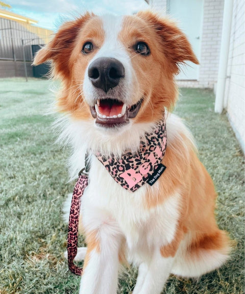 Personalised Leopard Dog Bandana - The Dog Mum