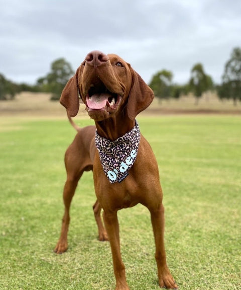 Personalised Leopard Dog Bandana - The Dog Mum