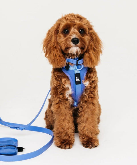 Waterproof Collar: Ibiza Blue - The Dog Mum