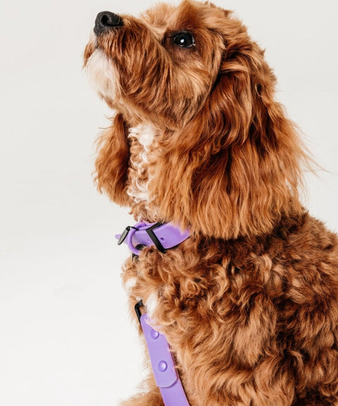 Waterproof Collar: Miami Lilac - The Dog Mum